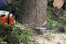  Hawkins, TX Tree Care Pros