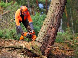 Best Tree Preservation Services  in Hawkins, TX